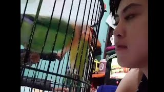 Cek Birahi love bird ke cewek cantik gimna reaksinya