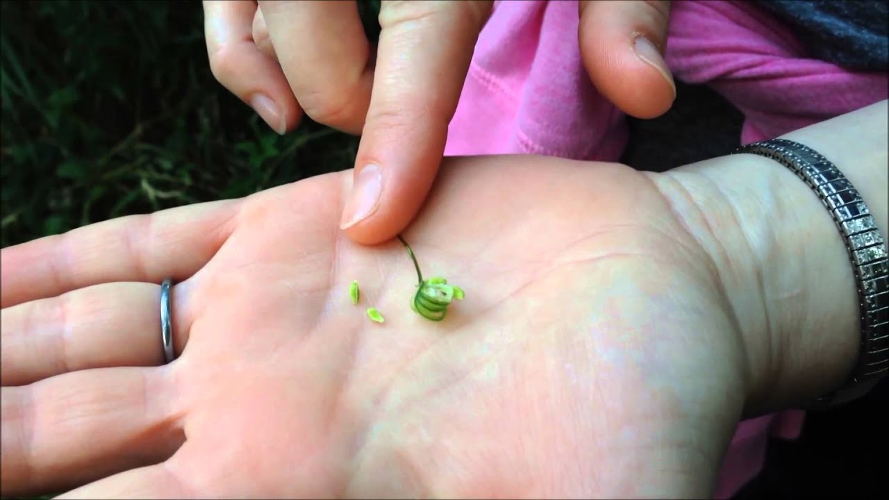 Spotted Touch-Me-Not