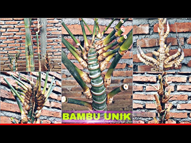 Bambu unik dampit jalu trisula dan songgo buono class=