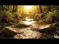 Golden Hour Forest Stream ASMR | Warm Sunset Glow & Relaxing Water Sounds