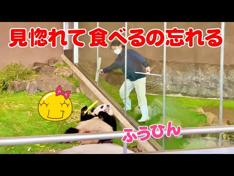 パンダふうひん帰宅劇場😍窓ふきに心を奪われた結果ww