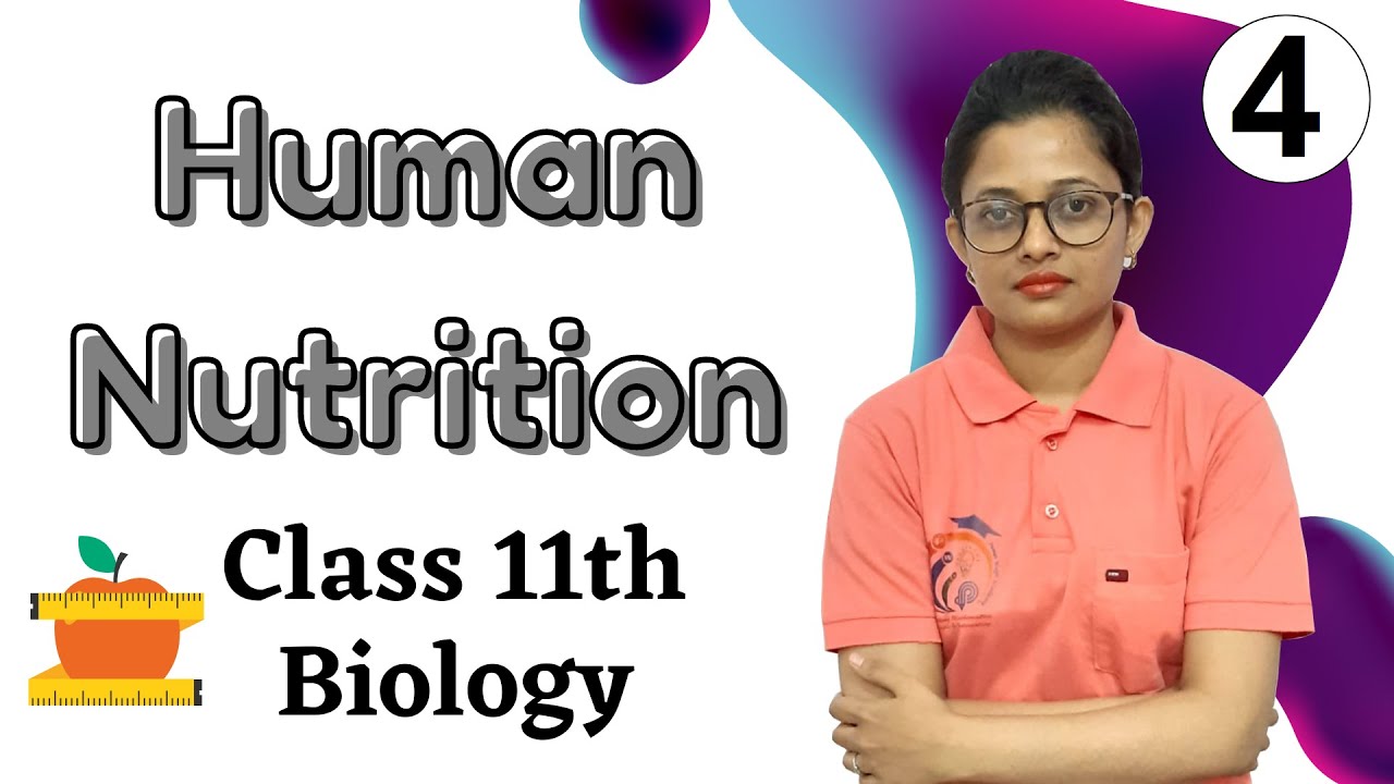 Human Nutrition Class 11th Biology Part 4 YouTube