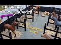 The Great Horse Escape! (A short schleich film) #schleich @schleich  Mp3 Song