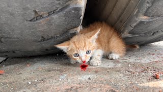 Poor cat stuck under the wheel of a containerbut no one caresI tried my best to save the kitten