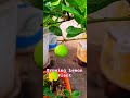 Growing Lemon Plants: A Step-by-Step Guide to Healthy Citrus Trees #shorts #trending #naturelovers