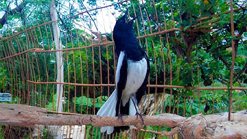 Choè than hót đấu giọng rừng CỰC SUNG. Chòe Than Hót Giọng Rừng Kích Trống Căng Lửa hót | choe than