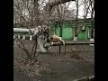 На Коксохиме в Запорожье появилась лисица