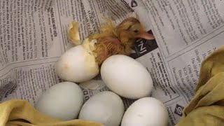 How to Raise Newly  Hatched  Ducklings At Home / How to Raise Ducklings Guide