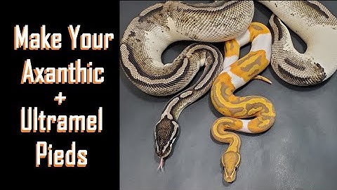 Axanthic Pied & Ultramel Pied