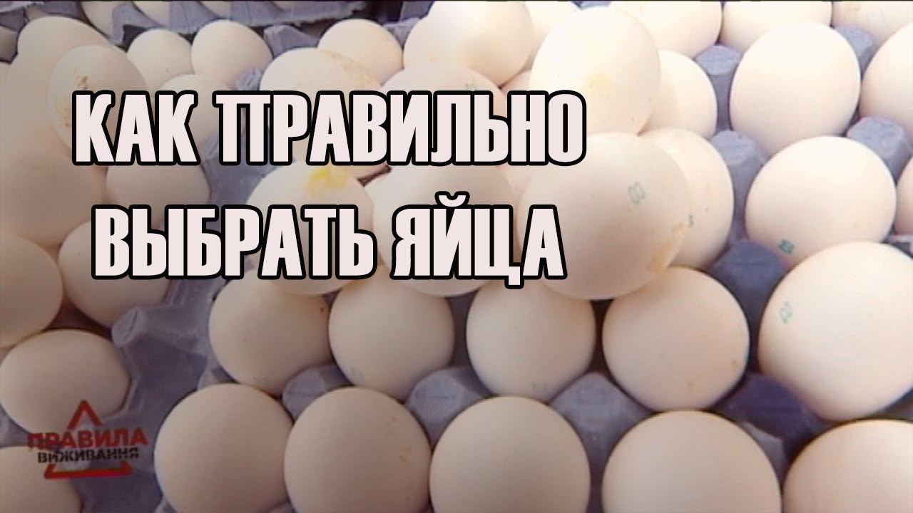 боксерские перчатки Как правильно выбрать яйца | Правила выживания | Выпуск 9