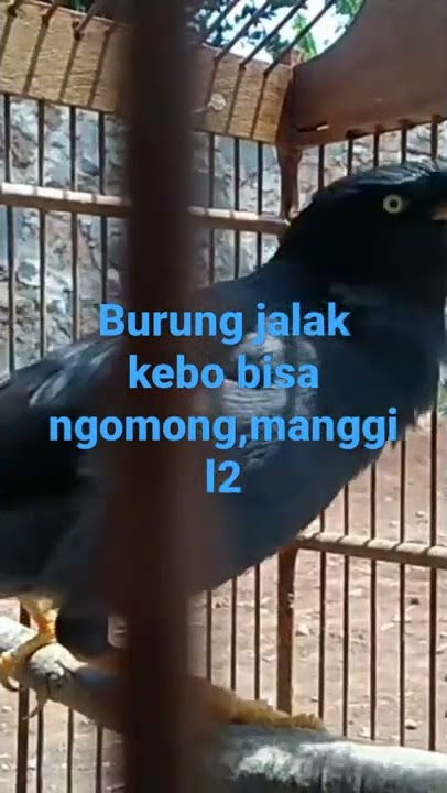 burung jalak kebo bisa ngomong