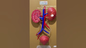 Kidney Working Model #excretory_system | biology Science Project for School #shortsfeed nakulsahuart