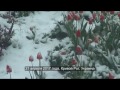 21 апреля 2017 года Кривой Рог (Украина) засыпает снегом