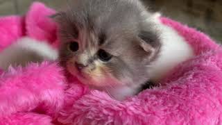 cute kitens,sleepy kittens,persian cats,cat video