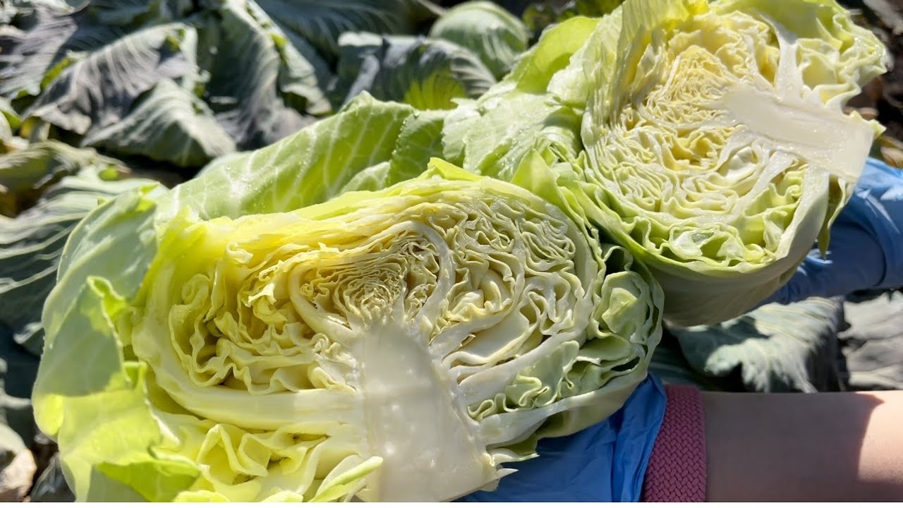 Vegetables that are resistant to frost and snow 21/1/5 - YouTube