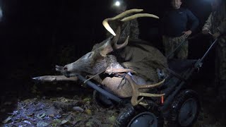 Venado de 9 puntas caza de venado con arco hermoso venado de el amigo