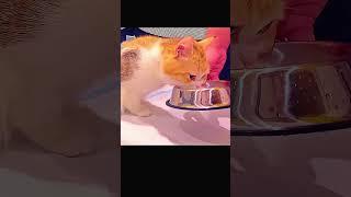 Cat giving birth to 5 beautiful kittens #Cat #kittens #kittensbirth #pets #petanimals #shorts