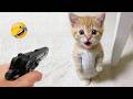 これらの陽気な猫と犬は、あなたをノンストップで笑わせます🤣