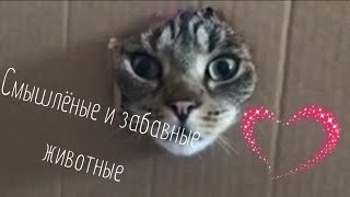 Прикольные видео с животными #53 / забавные животные / милые животные /