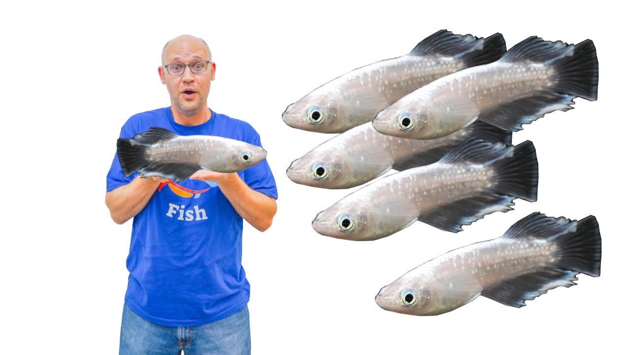 BEST Ricefish, and 5 other Aquarium Fish