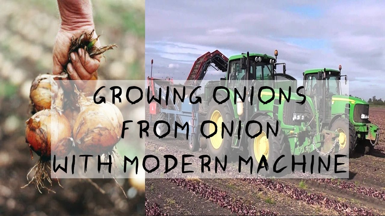 How To Grow Onions From Onions Planting In Texas With Modern Machine 