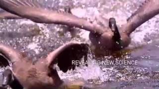 National Geographic Great Migrations Sound Design & Mixing by German Ortiz