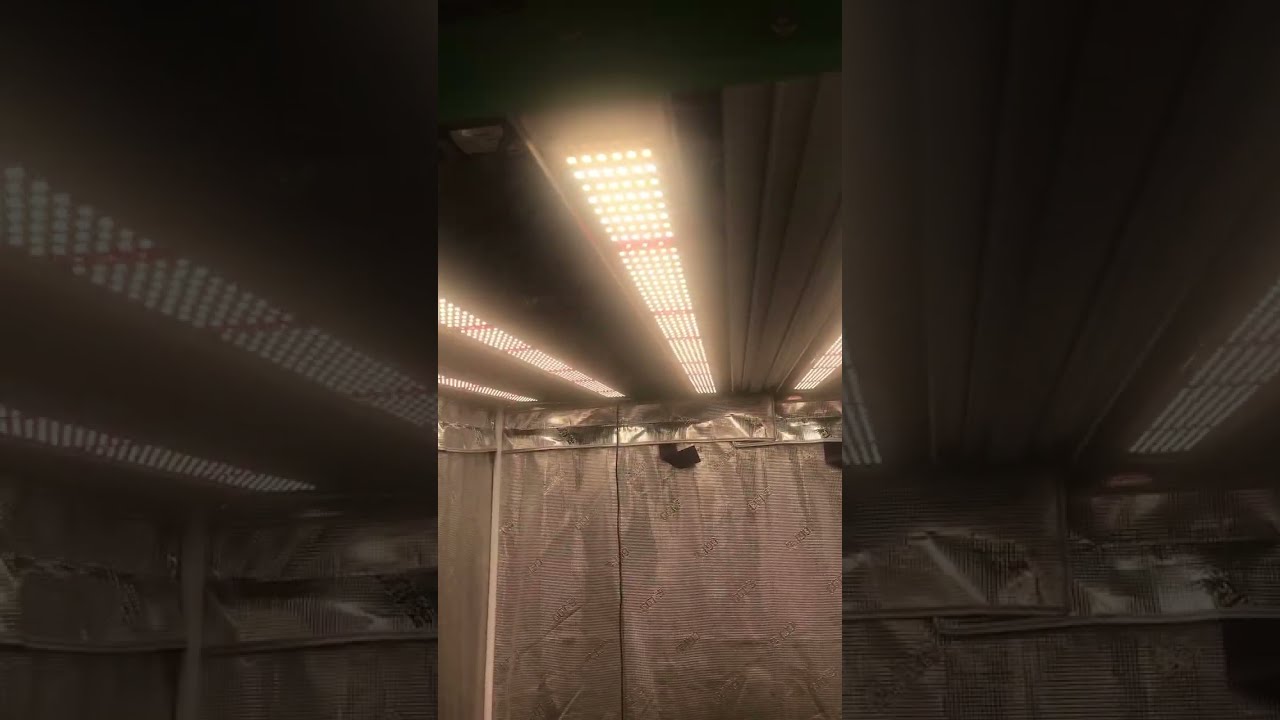 RDJ Bouns TF7200 720W LED Grow Light