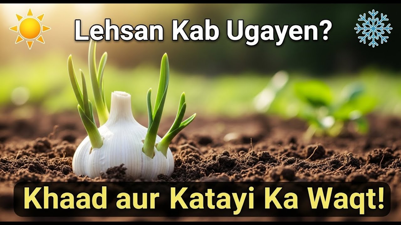 Season To Grow Garlic At Home Which Fertilizer To Use In How Many 
