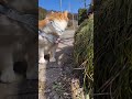 あら、口開けちゃった、くちゃー！　後ろを歩いてるのは［あめ］と母ちゃんだよ🐈✨　うちには［ちび（15歳♀）］［もんぶらん（推定6歳♂）］［あめ（推定2歳♂）］の3匹の猫がいるよ🐈✨　#cat