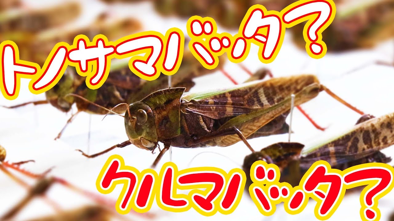 どっちだ トノサマバッタとクルマバッタの違いは難しい クルマバッタ Youtube どっちだ トノサマバッタとクルマバッタの違いは難しい クルマバッタ Youtube