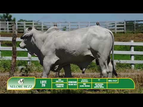 LOTE 20   RDM B1985 - Nelore BEZZ
