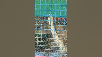 Big Beautiful Reticulated Dangerous Python 🐍 #python  #snake #beautiful