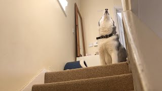 Stubborn Husky Refuses To Leave The Top Of The Stairs