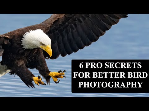 6 Pro Secrets For Better Bird Photography With Sony Mirrorless Cameras