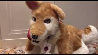 Camerapup Being Cute At Arizona Fur Con 2019