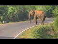 wildelephant#elephant #attack for food episode 77