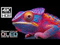 Best 4K Video for Display Test | 4K HDR 60FPS | Dolby Vision (8K/4K TV)
