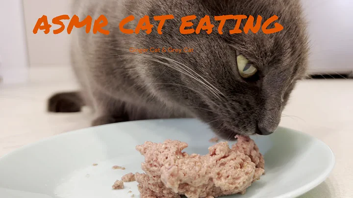 Video 11892061: russian blue female cat, blue cat eating