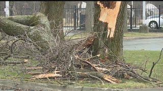 High winds in the Valley, multiple trees down