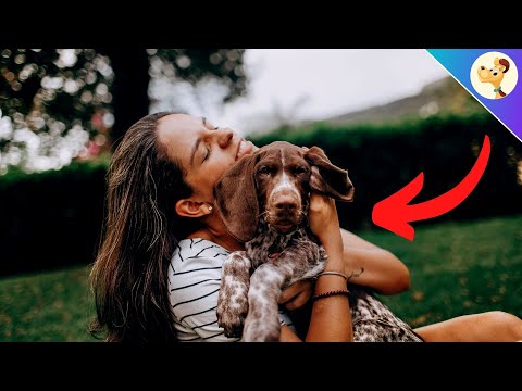 Video: Kodėl „Pit Bull“gali būti jums tinkama šunų veislė