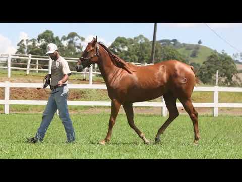 LOTE 20   DAPHNE BIG BROWN 2D