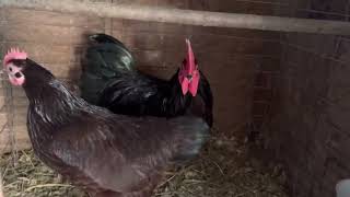 Bantam Chickens