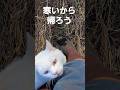 ♯しろねこ♯cat♯寒い♯shorts