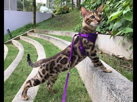 living-with-bengal-cats