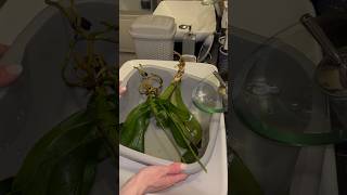 Ночь Орхидея Стояла В Этом Растворе - Листья Уже Ожили, Корни Тоже