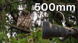 I can't believe what happened at the end POV Owl Photography | Sigma 500mm