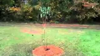 My Florida queen peach tree part #3