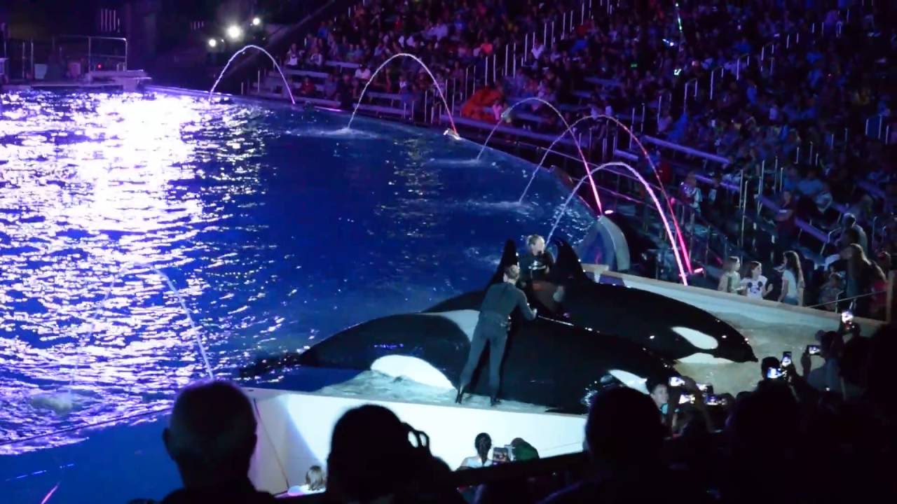 Final Shamu Light Up The Night Show - YouTube