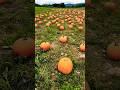 🎃 🎃 🎃 Pumpkin #pumpkin #farm #halloween #halloween2023 #fallseason #fall #autumn