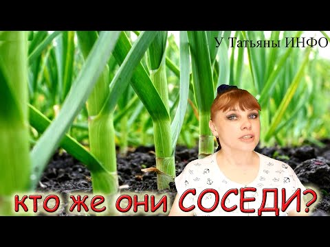 Что Вы ОБЯЗАНЫ посадить рядом с ЛУКОМ и ЧЕСНОКОМ !!! А что НЕЛЬЗЯ сажать рядом с ЛУКОМ и ЧЕСНОКОМ!